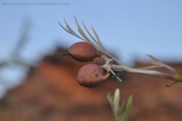 Goorandalng Keep River 022 DSC 0258 Goorandalng Keep River 022 DSC 0258