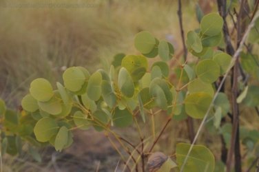 Goorandalng Keep River 028 DSC 0264 Goorandalng Keep River 028 DSC 0264