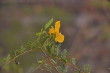 Goorandalng Keep River 102 DSC 0338 Goorandalng Keep River 102 DSC 0338