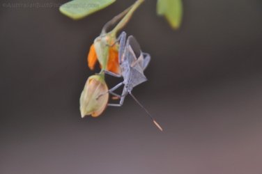 Goorandalng Keep River 107 DSC 0343 Goorandalng Keep River 107 DSC 0343