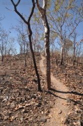 Gungurul Lookout 009 Gungiurul and lookout Walk Kakadu 007 DSC 0605 Gungurul Lookout 009 Gungiurul and lookout Walk Kakadu 007 DSC 0605