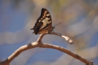 Gungurul Lookout 015 Gungiurul and lookout Walk Kakadu 013 DSC 0611 Gungurul Lookout 015 Gungiurul and lookout Walk Kakadu 013 DSC 0611