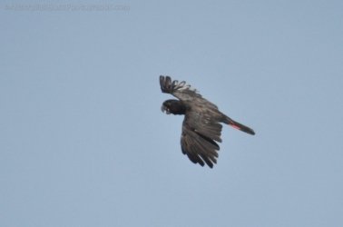 Gungurul Lookout 035 Gungiurul and lookout Walk Kakadu 033 DSC 0631 Gungurul Lookout 035 Gungiurul and lookout Walk Kakadu 033 DSC 0631