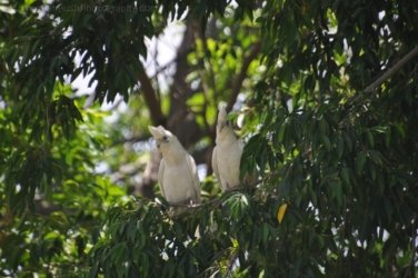 Hughenden 029 DSC 0557 2021 11 13 11h15m25s Hughenden 029 DSC 0557 2021 11 13 11h15m25s