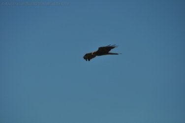 Hughenden 040 DSC 0567 2021 11 14 10h26m01s Hughenden 040 DSC 0567 2021 11 14 10h26m01s