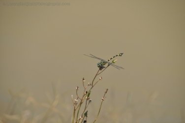 Hughenden 065 DSC 0593 2021 11 14 11h07m39s Hughenden 065 DSC 0593 2021 11 14 11h07m39s