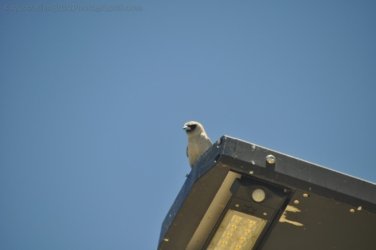 Hughenden 075 DSC 0603 2021 11 14 11h17m12s Hughenden 075 DSC 0603 2021 11 14 11h17m12s