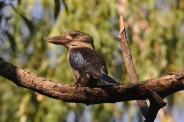 Jabiru Lake Kakadu 007 DSC 0786 Jabiru Lake Kakadu 007 DSC 0786