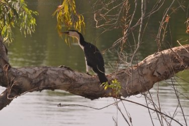 Jabiru Lake Kakadu 012 DSC 0791 Jabiru Lake Kakadu 012 DSC 0791