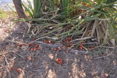 Jabiru Lake Kakadu 017 DSC 0796 Jabiru Lake Kakadu 017 DSC 0796