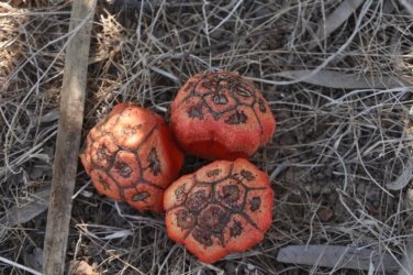 Jabiru Lake Kakadu 018 DSC 0797 Jabiru Lake Kakadu 018 DSC 0797