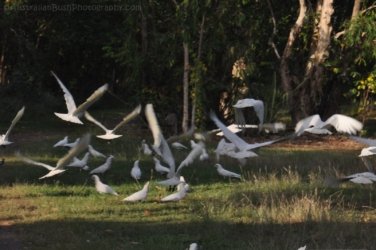 Jabiru Lake Kakadu 040 DSC 0819 Jabiru Lake Kakadu 040 DSC 0819