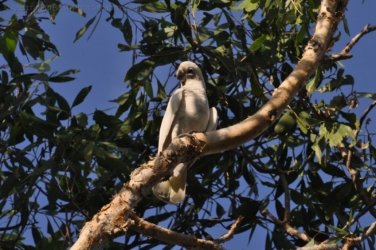 Jabiru Lake Kakadu 043 DSC 0822 Jabiru Lake Kakadu 043 DSC 0822