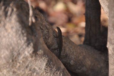 Jalmurark CG 019 Jalmurark CG Elsey NP 018 DSC 0226 2021 10 23 07h49m09s Jalmurark CG 019 Jalmurark CG Elsey NP 018 DSC 0226 2021 10 23 07h49m09s