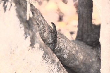 Jalmurark CG 020 Jalmurark CG Elsey NP 019 DSC 0227 2021 10 23 07h49m12s Jalmurark CG 020 Jalmurark CG Elsey NP 019 DSC 0227 2021 10 23 07h49m12s