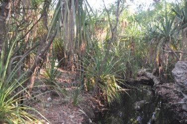 Jalmurark CG 024 Jalmurark CG Elsey NP 023 DSC 0231 2021 10 23 08h05m42s Jalmurark CG 024 Jalmurark CG Elsey NP 023 DSC 0231 2021 10 23 08h05m42s