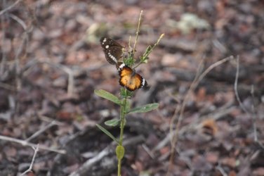 Jalmurark CG 036 Jalmurark CG Elsey NP 036 DSC 0244 2021 10 23 08h32m34s Jalmurark CG 036 Jalmurark CG Elsey NP 036 DSC 0244 2021 10 23 08h32m34s