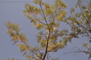 Kubara Walk Kakadu 003 Nourlangie Kakadu 063 DSC 0887 Kubara Walk Kakadu 003 Nourlangie Kakadu 063 DSC 0887