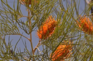 Kubara Walk Kakadu 005 Nourlangie Kakadu 065 DSC 0889 Kubara Walk Kakadu 005 Nourlangie Kakadu 065 DSC 0889