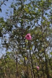 Kubara Walk Kakadu 019 Nourlangie Kakadu 079 DSC 0903 Kubara Walk Kakadu 019 Nourlangie Kakadu 079 DSC 0903