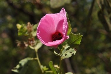 Kubara Walk Kakadu 020 Nourlangie Kakadu 080 DSC 0904 Kubara Walk Kakadu 020 Nourlangie Kakadu 080 DSC 0904