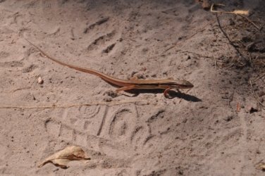 Kungardun Walk Kakadu 009 DSC 0380 Kungardun Walk Kakadu 009 DSC 0380