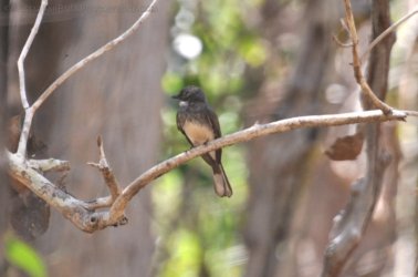 Kungardun Walk Kakadu 015 DSC 0386 Kungardun Walk Kakadu 015 DSC 0386