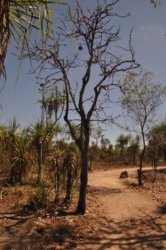 Mamukala Wetlands Kakadu 007 DSC 0721 Mamukala Wetlands Kakadu 007 DSC 0721