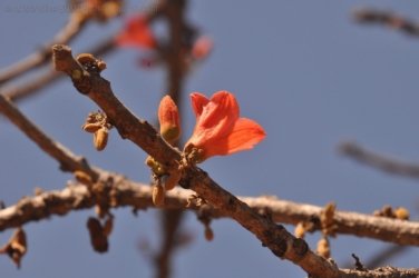 Mamukala Wetlands Kakadu 008 DSC 0722 Mamukala Wetlands Kakadu 008 DSC 0722