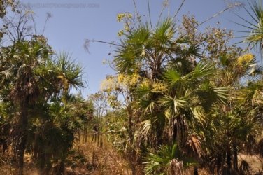 Mamukala Wetlands Kakadu 010 DSC 0724 Mamukala Wetlands Kakadu 010 DSC 0724