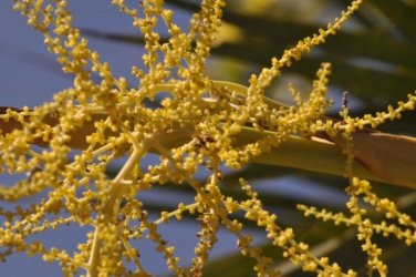 Mamukala Wetlands Kakadu 013 DSC 0727 Mamukala Wetlands Kakadu 013 DSC 0727