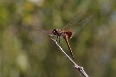 Mamukala Wetlands Kakadu 017 DSC 0731 Mamukala Wetlands Kakadu 017 DSC 0731