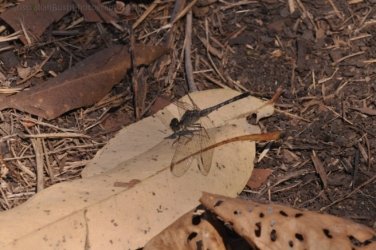 Mamukala Wetlands Kakadu 024 DSC 0738 Mamukala Wetlands Kakadu 024 DSC 0738
