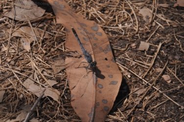 Mamukala Wetlands Kakadu 028 DSC 0742 Mamukala Wetlands Kakadu 028 DSC 0742