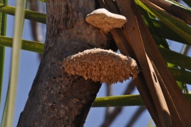 Mamukala Wetlands Kakadu 030 DSC 0744 Mamukala Wetlands Kakadu 030 DSC 0744