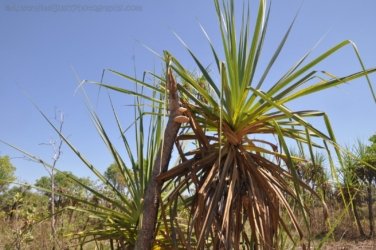 Mamukala Wetlands Kakadu 031 DSC 0745 Mamukala Wetlands Kakadu 031 DSC 0745