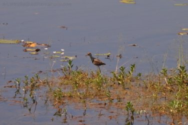 Mamukala Wetlands Kakadu 032 DSC 0746 Mamukala Wetlands Kakadu 032 DSC 0746