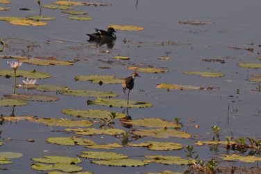 Mamukala Wetlands Kakadu 043 DSC 0757 Mamukala Wetlands Kakadu 043 DSC 0757