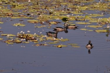 Mamukala Wetlands Kakadu 050 DSC 0764 1 Mamukala Wetlands Kakadu 050 DSC 0764 1