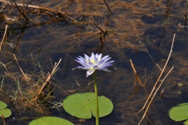 Mamukala Wetlands Kakadu 052 DSC 0766 Mamukala Wetlands Kakadu 052 DSC 0766