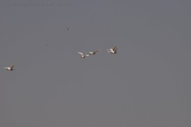 Mamukala Wetlands Kakadu 058 DSC 0772 Mamukala Wetlands Kakadu 058 DSC 0772