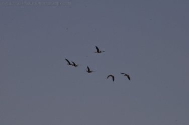 Mamukala Wetlands Kakadu 061 DSC 0775 Mamukala Wetlands Kakadu 061 DSC 0775