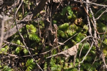 Mamukala Wetlands Kakadu 063 DSC 0777 Mamukala Wetlands Kakadu 063 DSC 0777