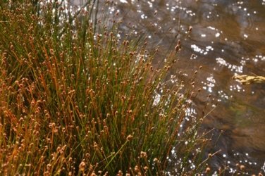 Manbulloo2 010 DSC 0534 Manbulloo2 010 DSC 0534