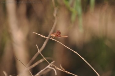 Manbulloo2 014 DSC 0538 Manbulloo2 014 DSC 0538