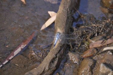 Manbulloo2 016 DSC 0541 Manbulloo2 016 DSC 0541