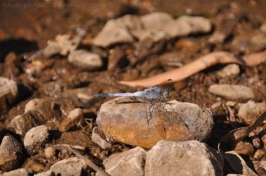 Manbulloo2 017 DSC 0542 Manbulloo2 017 DSC 0542