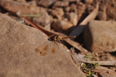 Manbulloo2 020 DSC 0546 Manbulloo2 020 DSC 0546