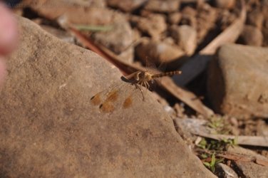 Manbulloo2 021 DSC 0547 Manbulloo2 021 DSC 0547