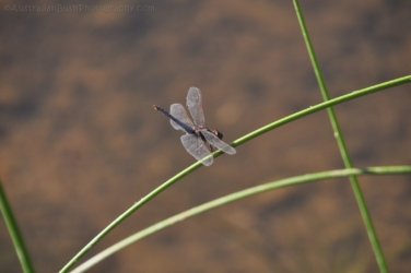 Manbulloo2 022 DSC 0548 Manbulloo2 022 DSC 0548